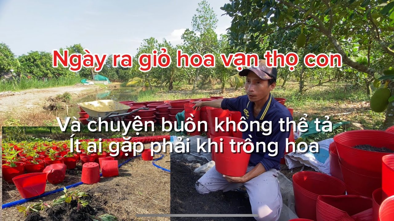 Ngày ra giỏ hoa vạn thọ con 