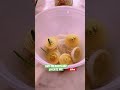 You can grow new onions from old onions #shorts #grow #onions