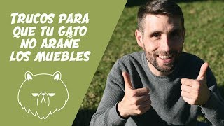 ¿Cómo evitar que tu gato arañe los muebles?