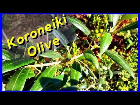Koroneiki - Arbequina Olive Tree (UPDATE)