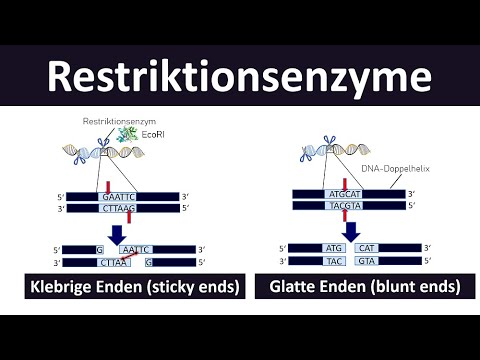 Video: Welche zwei Funktionen haben Restriktionsenzyme?