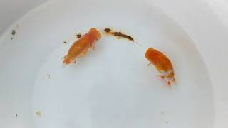 DSCF5554