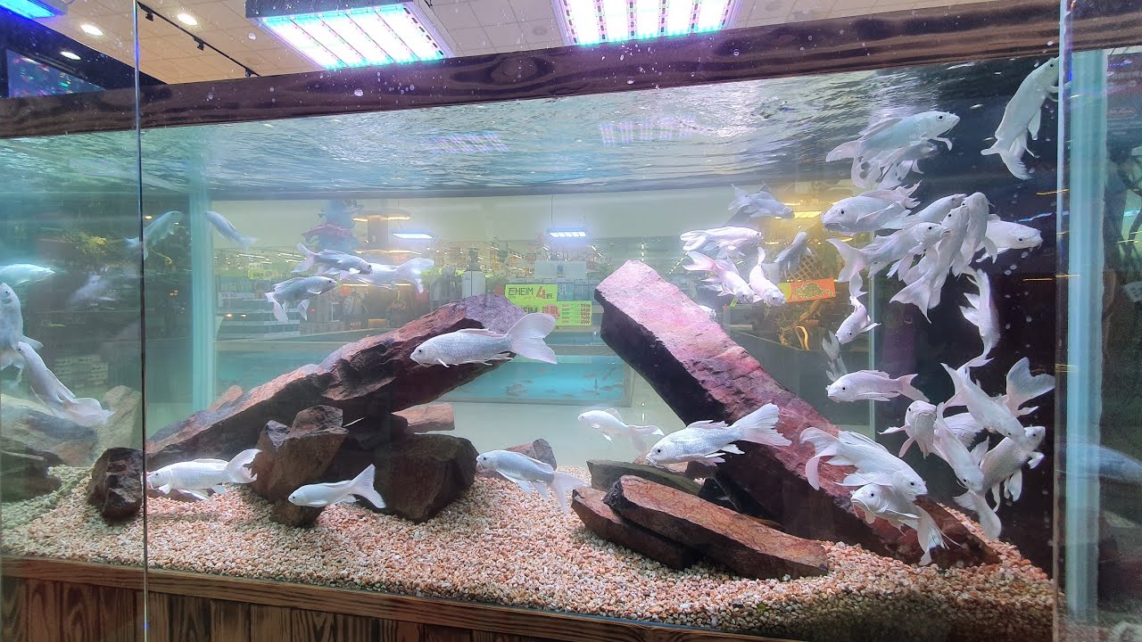 龍鯉缸造景簡單俐落【嘉義魚中魚】 - YouTube