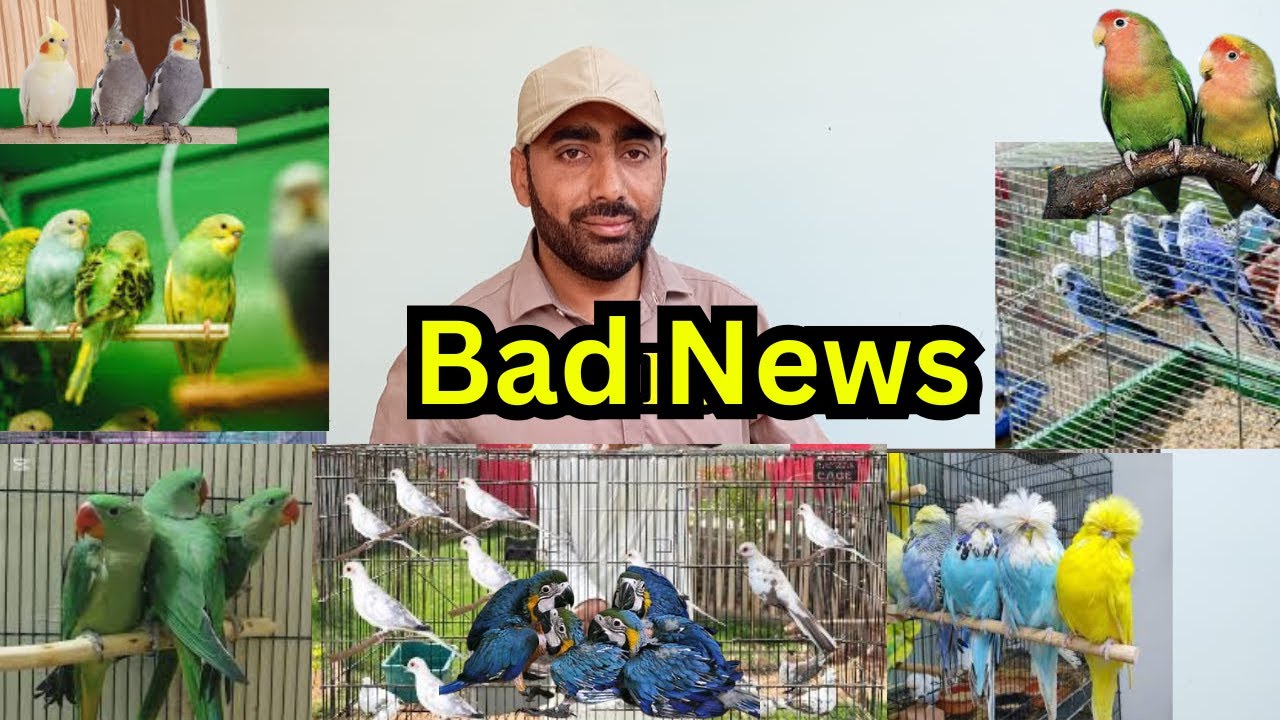 Exhibition Budgies Parrots Ja Rahe Hain 😂Bht Piyary Hain ❤️ Budgies Parrots Ly Aiye 🥰Sub Khtum Hogia