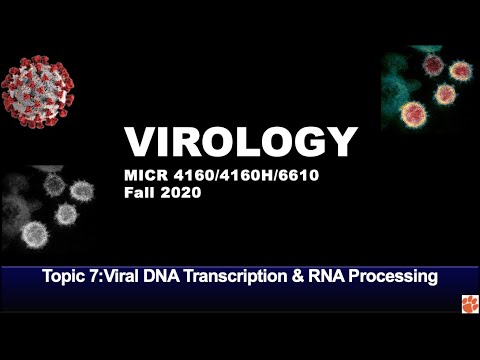 007 Lecture Topic 7 Transcription & RNA Processing - YouTube