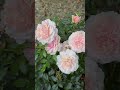 नारी शक्ति को प्रणाम🙏✨🌻🌈 #women #shorts #ytshorts #viral #viralshorts #plants #motivation #power