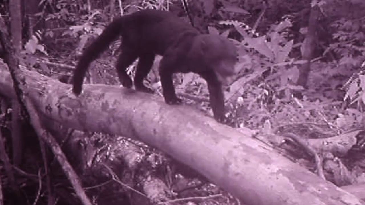 venomous snakes in north america Animal Mystery -The Crazy Tayra ~~ What is he doing! Voice over Interpretation.