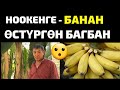 Кыргызстанда БАНАНДЫ кантип өстүрөт | НООКЕНДИК багбандын ыкмасы...