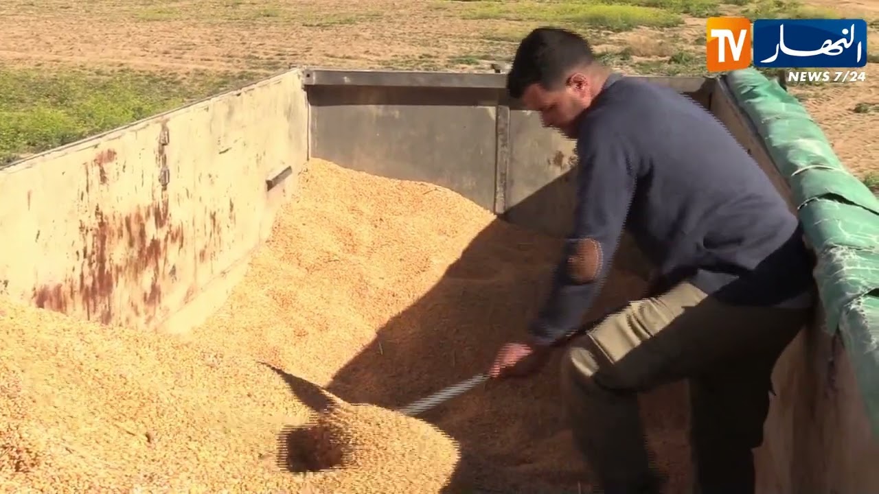 خنشلة: انطلاق حصاد الذرة الحبية بمردود 80 قنطارا في الهكتار