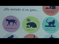 ¿Cómo saber si un gato está enfermo?