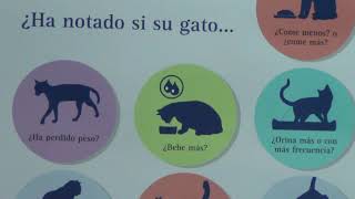 ¿Cómo saber si un gato está enfermo?