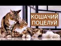 Кошачьи нежности. Кошка Анфиса и кот Арчи