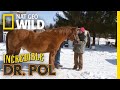 Straight From the Horse's Mouth | The Incredible Dr. Pol