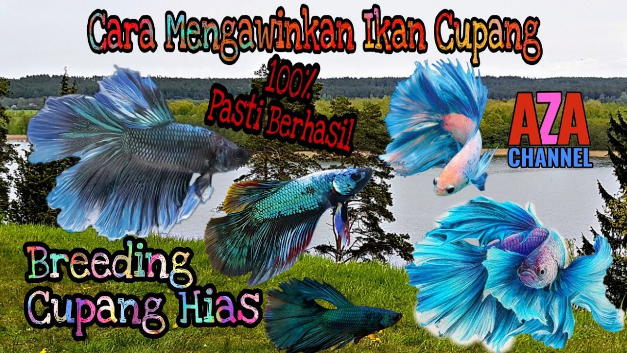 Cara mengawinkan ikan cupang /Breeding Ikan Cupang 
