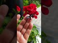 Цікаво що то за метелик? #метелик