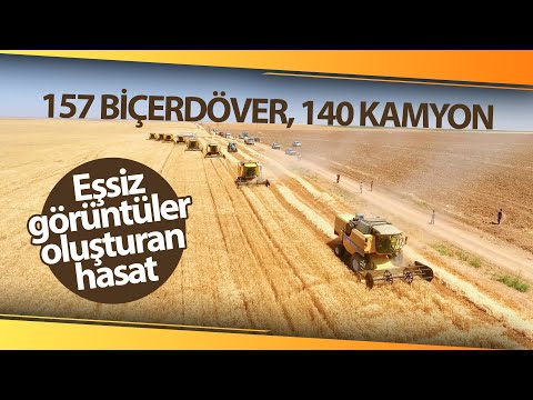 Video: Brüt tahıl hasadı