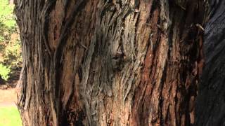 Painless- The Social Side Effects Of Codeine