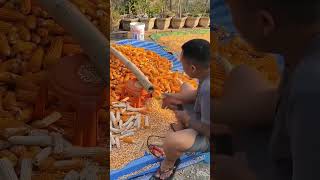 Ide kreatif memipil jagung dengan mesin bor #shorts