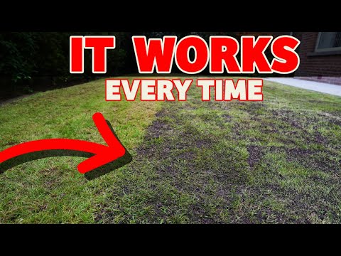 Video: Sedge Lawn Alternative - Hoe zorg je voor een zeggegrasgazon