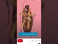اكسبلور لايك ويلي ويلي من الصراصير أنا بخاف كتير كتير اكسبلور لايك ويلي ويلي من الصراصير أنا بخاف كتير كتير