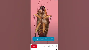 اكسبلور لايك ويلي ويلي من الصراصير أنا بخاف كتير كتير 