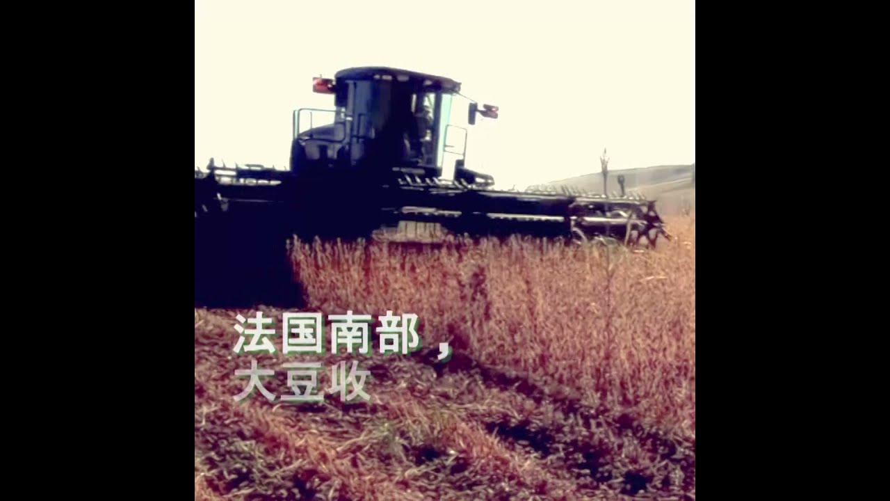 食品级有机大豆21年的收获 Youtube