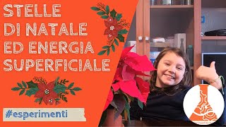 Stelle di Natale ed energia superficiale