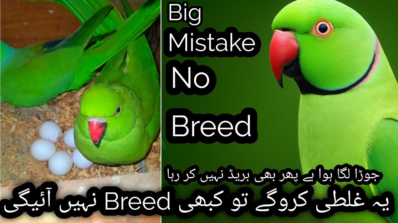 Ringneck parrot Breeding mistake😭 |Ringneck parrot Ye galti karoge to Pair kabhi breed nahe karega🦜🥵
