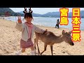 絶景！！日本三景の宮島で鹿と遊んで牡蠣を食べるぞ〜♪