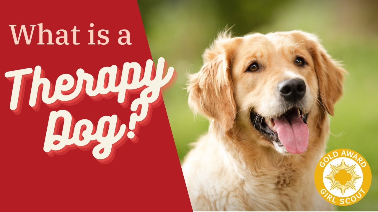 What Is A Therapy Dog Part 3 Of 3 YouTube