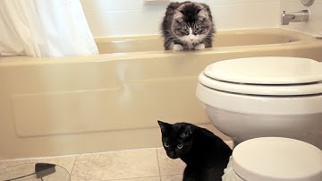 N2 the Talking Cat S4 Ep8 - Hide and Seek