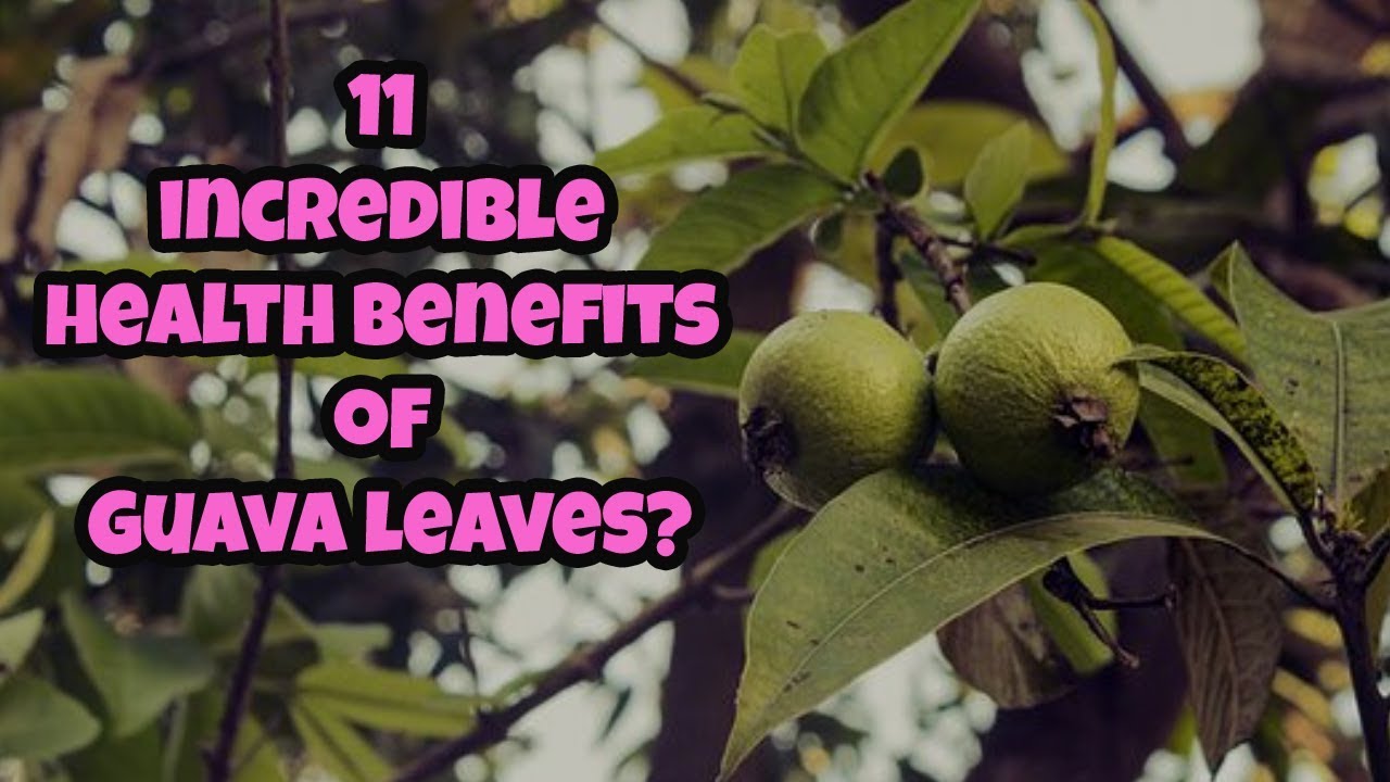 11 Incredible Health Benefits of Guava leaves Is Guava leaf good for