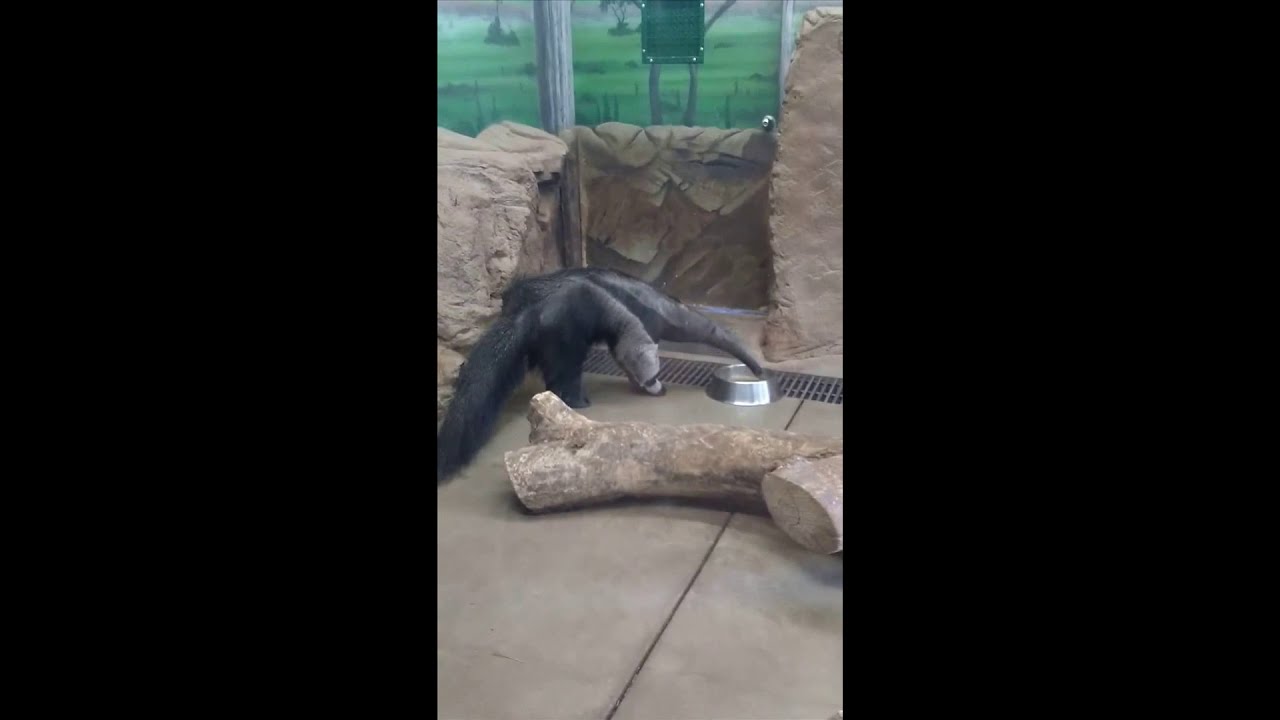 Rolling Hills Zoo Animals