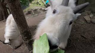 Fluffy Mountain Goats Crunch On Crispy Lettuce