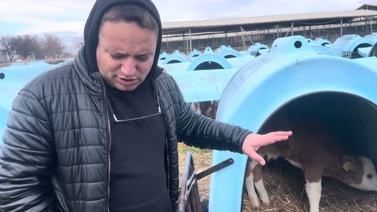 Kaliteli Buzağı alımı 