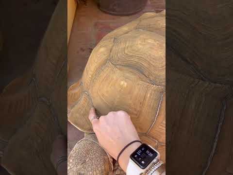 Video: Heeft schildpad plastron?