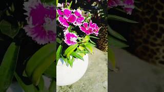 Daily Care For My Beautiful Dianthus 🌸🌸🌸 #plantcare #gardening #floweringplant #shorts