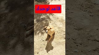 قاعد لوحدك كدة سرحان شيطان يوزك