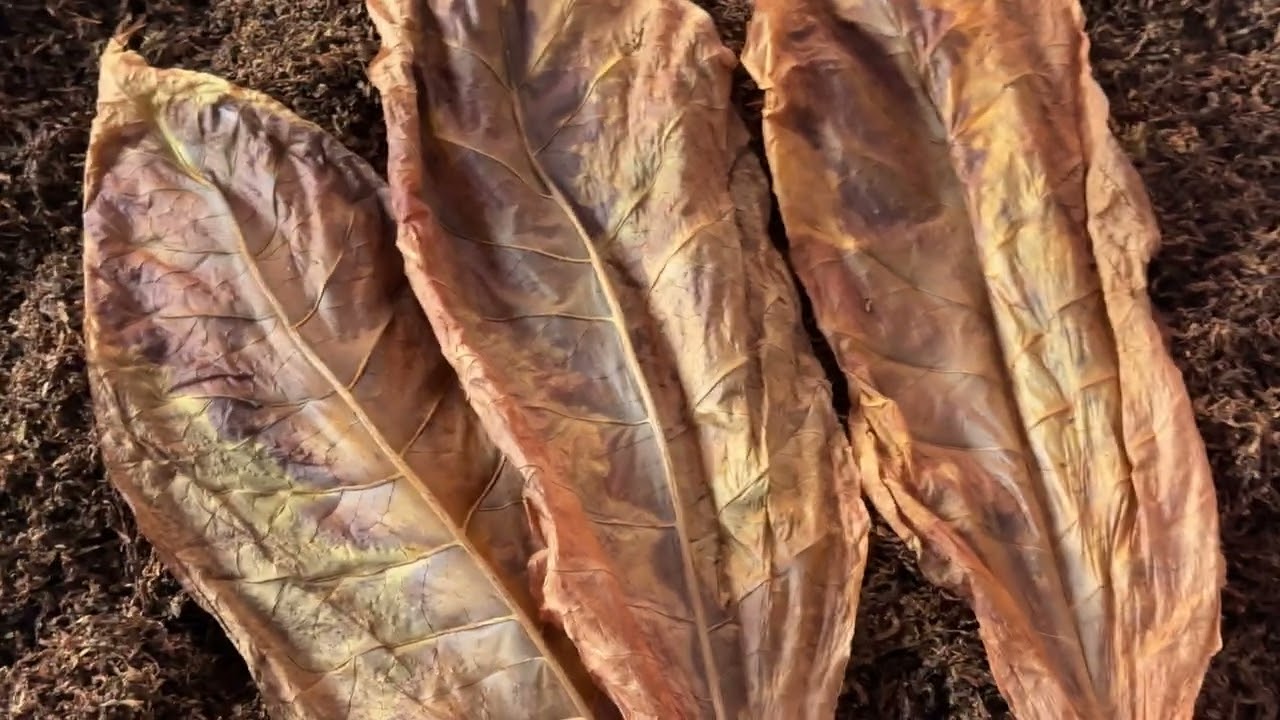 Вирджиния Голд-созревания Табака лист