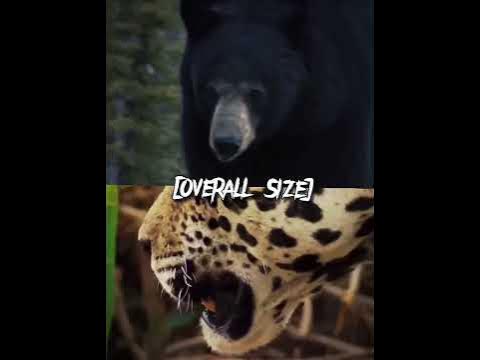Jaguar Vs Black Bear - YouTube
