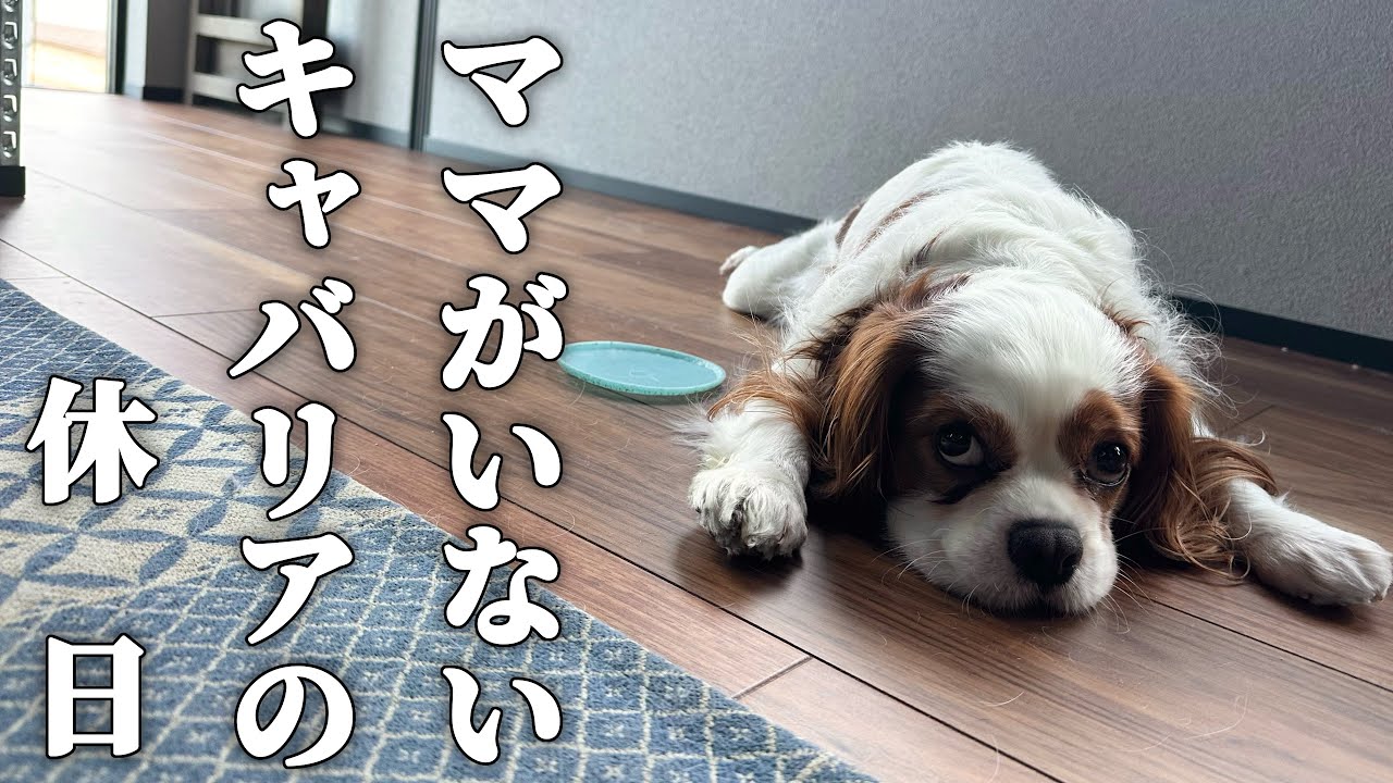 キャバリア犬のせっかくの休日なのに大好きなママがいない１日(7:15〜13:00)【犬vlog】