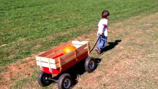 2011 pumpkin patch
