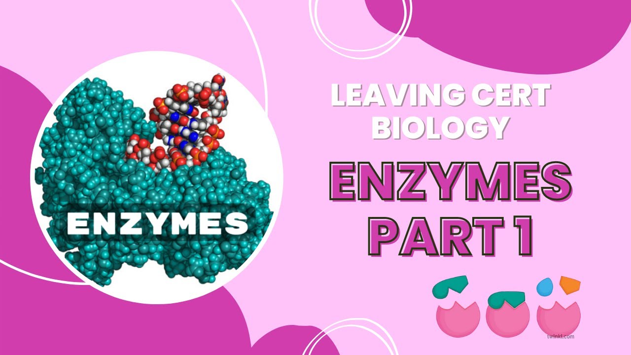 LEAVING CERT BIOLOGY Enzymes Part 1 Grade Academy YouTube