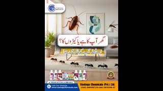 Insects Control by Vantage Chemicals | Total Pest Protection