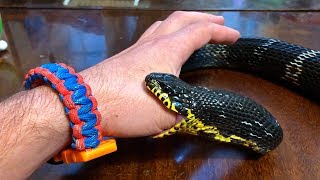 Змея ест… человека. Кормление змей (Snake eating... man. Feeding the snakes) Змея ест… человека. Кормление змей (Snake eating... man. Feeding the snakes)