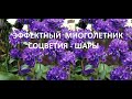 ЛУЧШИЙ МНОГОЛЕТНИК С СИНИМИ СОЦВЕТИЯМИ -ШАРАМИ. ОН ЦВЕТЕТ ВСЕ ЛЕТО. ПОСЕЙТЕ  ЕГО в ФЕВРАЛЕ .