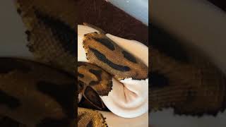 Emoji pied ball python #ballpython #trending #viral #snakes Net Worth