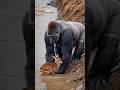 A fearless gorilla became a real hero today, protecting a helpless baby deer in the wild! 🦍🦌#Gorilla