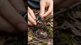 Burying Beetle POV Inside a Hidden Underground Chamber | Real Micro Cam #shorts #animals