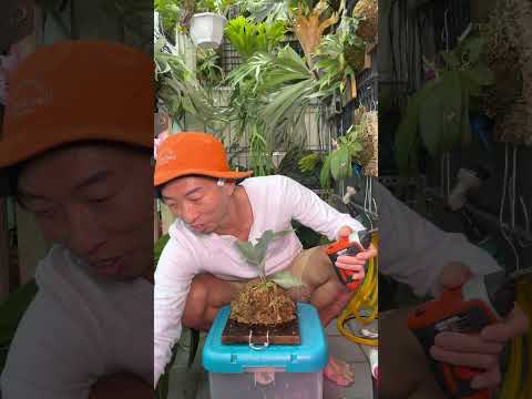 熱血阿傑超狂生態課！流星雨側芽上木板實作 超美對稱栽培 鹿角蕨